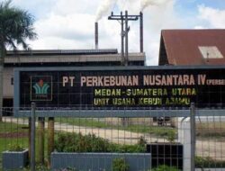 PTPN IV Ajamu Disinyalir Biarkan Anak Dibawah Umur Kerja