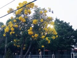 Bunga Warna Kuning Pohon Tabebuya Hiasi Komplek Kantor Bupati Pemalang