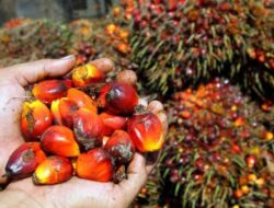 Harga Sawit di Tapteng Merosot, Petani Mulai Lemas