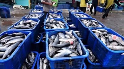 Ternyata Kapal Pukat Trawl Lakukan Aktivasi Bongkar di Sibolga Tapteng
