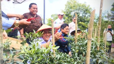 Kendalikan Inflasi, Pj Bupati Kampar Panen Cabai, Apresiasi Kerjasama Kampar Aneka Karya dengan PT PHR