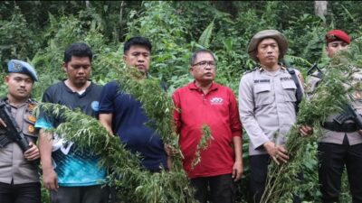 BNNK dan Polres Madina Temukan 1,5 Hektare Ladang Ganja di Tor Sihite