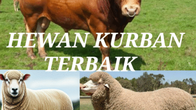 Makna Kurban di Idul Adha: Bukan Sekadar Penyembelihan, Tapi Wujud Ketaatan dan Kepedulian