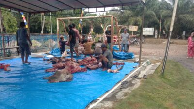 Idul Adha 1446 H, Afd I PTPN IV Aja Sembelih 5 Ekor Hewan Qurban
